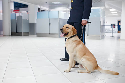 Inspection canine dans les immeubles fédéraux.